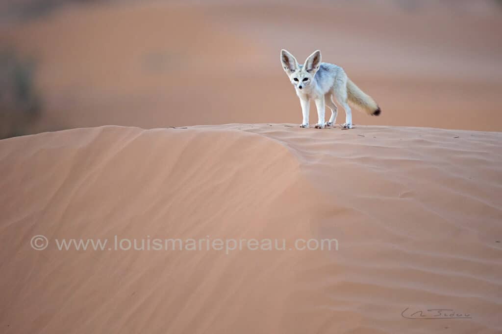 Sahara; Le Fennec Adulte en chasse dans les dunes; // Sahara; Fennec; (Vulpes zerda); Hunting on a dune;