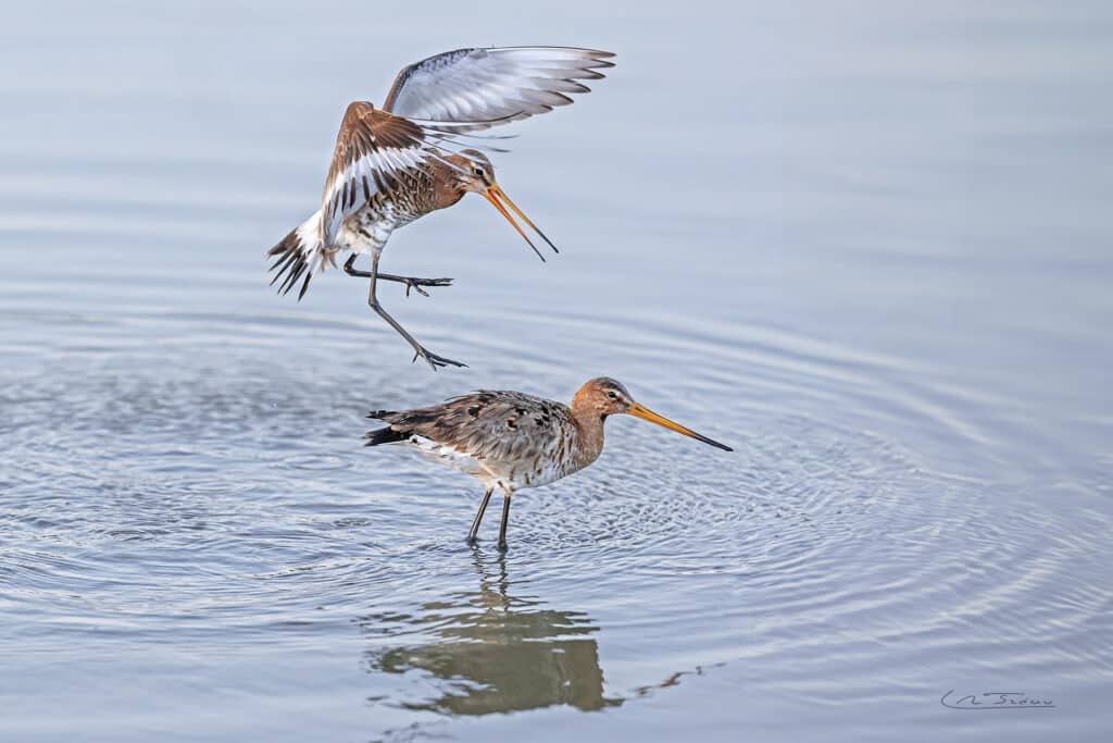 France; Vendée(85); Barge à queue noire; (Limosa limosa) // France; Vendee; Black-tailed Godwit; (Limosa limosa)