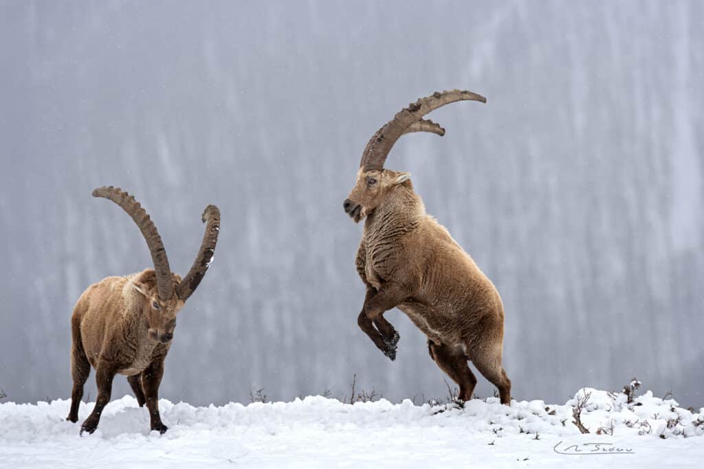 Bouquetin des Alpes; (Capra ibex); Alpes briançonnais; 2 mâles dominant s'affrontent // Alpine ibex (Capra ibex); Briançonnais; 2 dominant males fighting