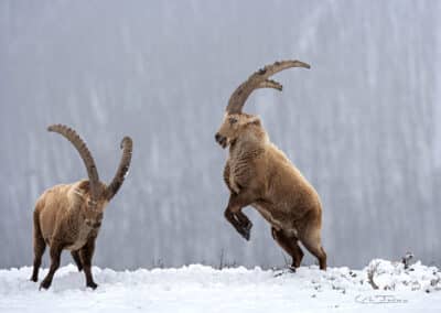 Bouquetin des Alpes; (Capra ibex); Alpes briançonnais; 2 mâles dominant s'affrontent // Alpine ibex (Capra ibex); Briançonnais; 2 dominant males fighting