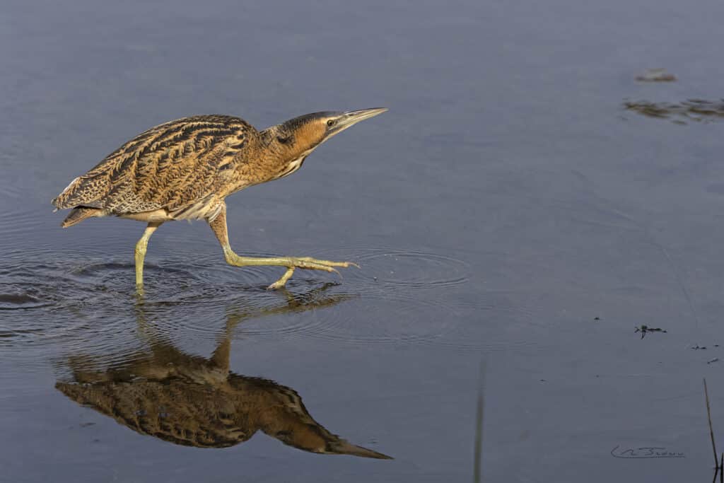 Butor étoilé; (Botaurus stellaris) // Bittern; (Botaurus stellaris)