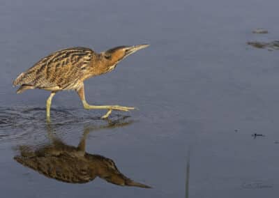 Butor étoilé; (Botaurus stellaris) // Bittern; (Botaurus stellaris)