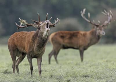 Cerf élaphe; Cervus elaphus; Brame; France; Normandie // Red deer;