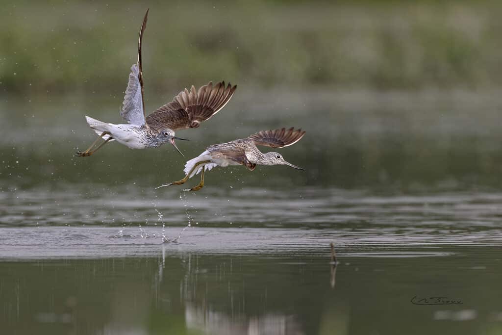 Chevalier aboyeur, Tringa nebularia en combat sur la Loire // Common Greenshank fighting on the Loire