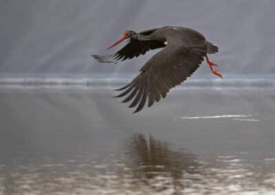 Cigogne noire; Ciconia nigra en vol; france; Anjou (49) // black stork;