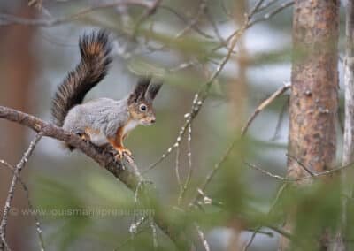 Ecureuil roux, (Sciurus vulgaris) // Squirrel (Sciurus vulgaris)