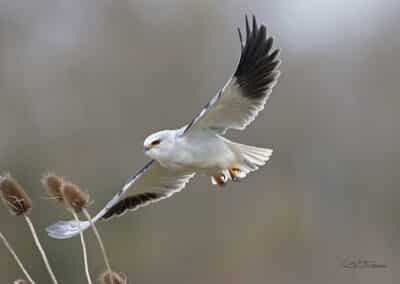 France; Elanion blanc (Elanus caerueus) // Black-winged Kite