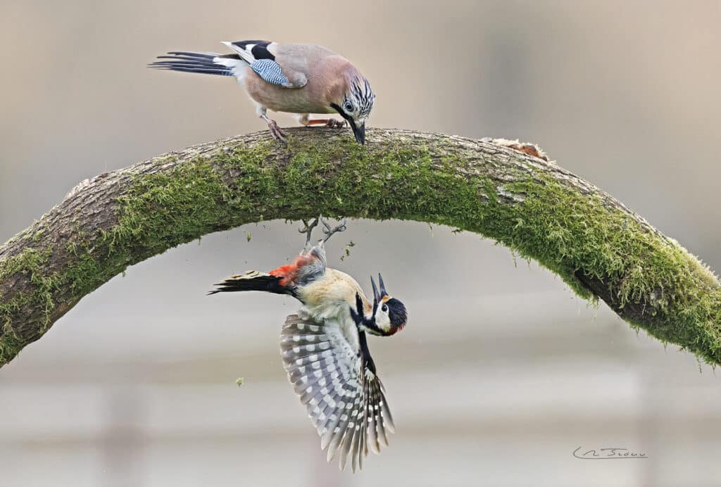 Geai des chêne (Garrulus glandarius) et Pic épeiche; (Dendrocopos major) en combats // Eurasian Jay and Great Spotted Woodpecker