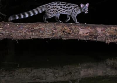 France; Genette (Genetta genetta) // France; Genet