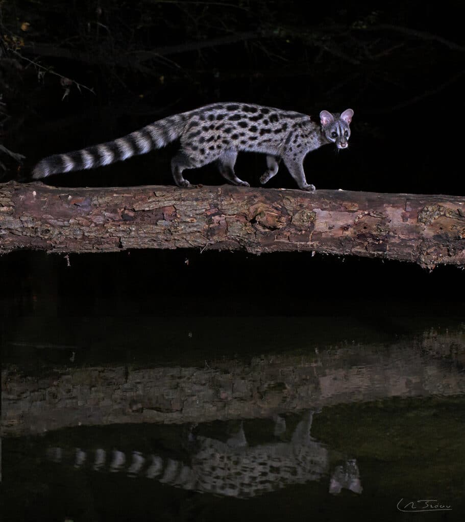 France; Genette (Genetta genetta) // France; Genet