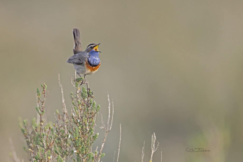 Gorgebleue à miroir; Luscinia svecica; chante // Bluethroat; Luscinia svecica; sung