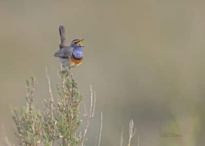 Gorgebleue à miroir; Luscinia svecica; chante // Bluethroat; Luscinia svecica; sung