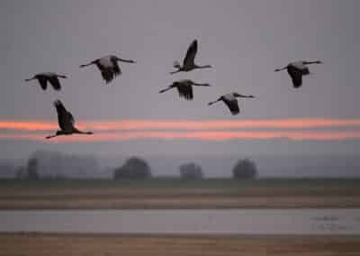 Grue cendrée; (Grus grus) Lac du Der; en vol // Common Crane