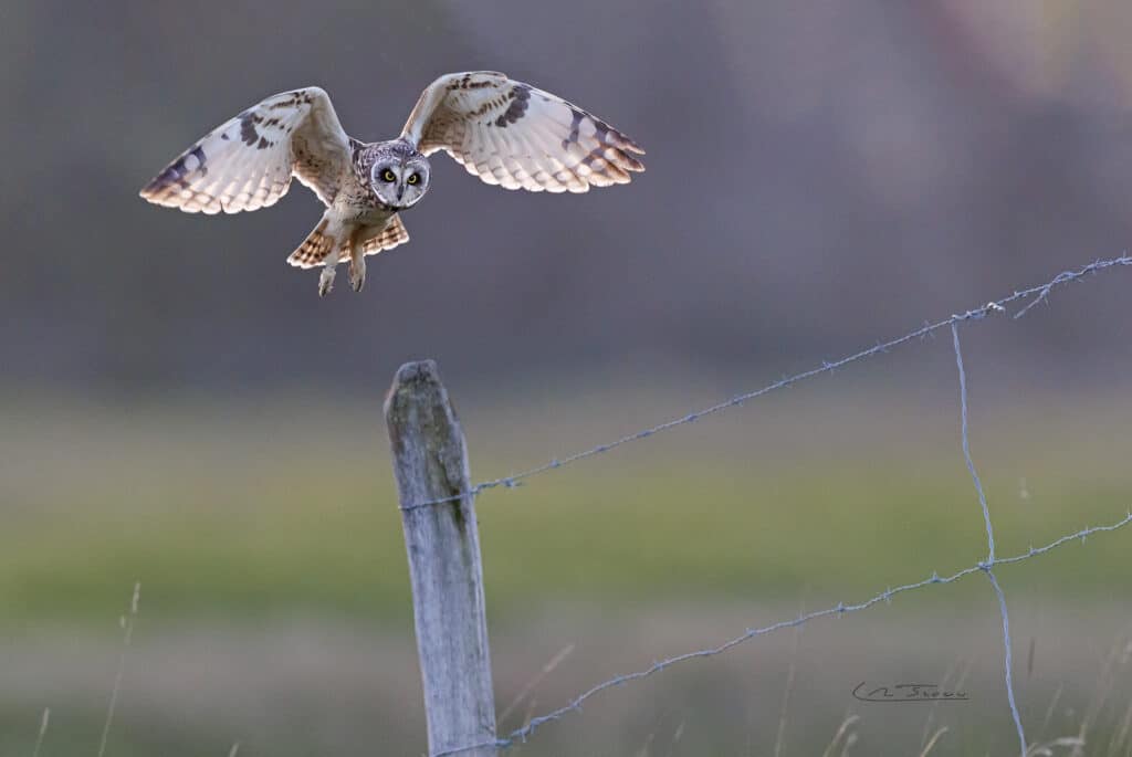 Hibou des marais; (Asio flammeus) en chasse // Short-eared Owl; (Asio flammeus)