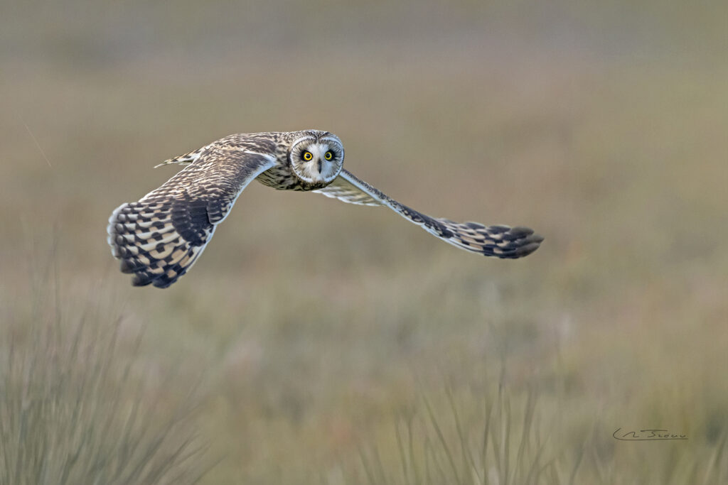Hibou des marais; (Asio flammeus) en chasse // Short-eared Owl; (Asio flammeus)
