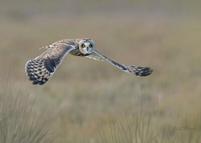 Hibou des marais; (Asio flammeus) en chasse // Short-eared Owl; (Asio flammeus)