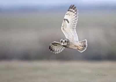 Hibou des marais; (Asio flammeus) en chasse // Short-eared Owl; (Asio flammeus)