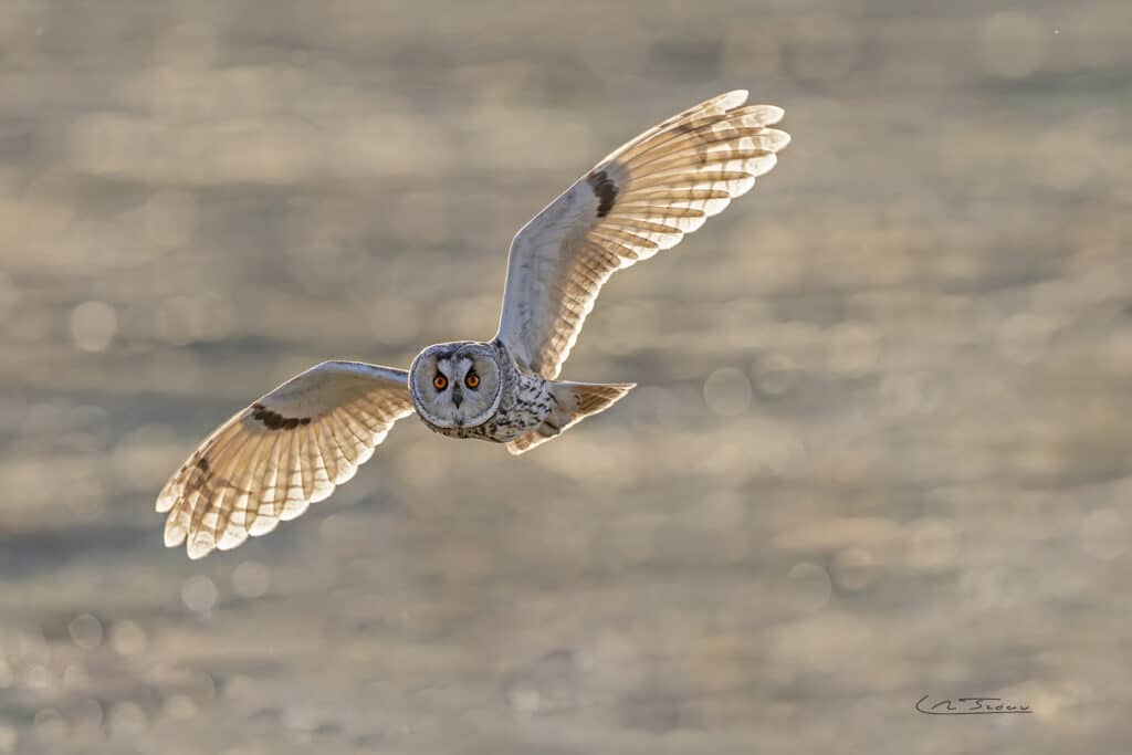 Hibou moyen-duc (Asio otus) en chasse // Long-eared owl (Asio otus) hunting