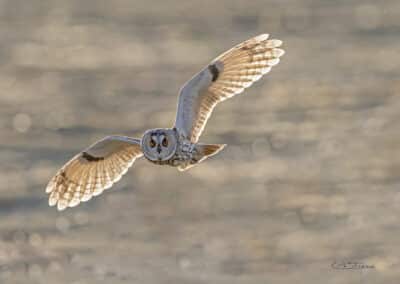 Hibou moyen-duc (Asio otus) en chasse // Long-eared owl (Asio otus)  hunting