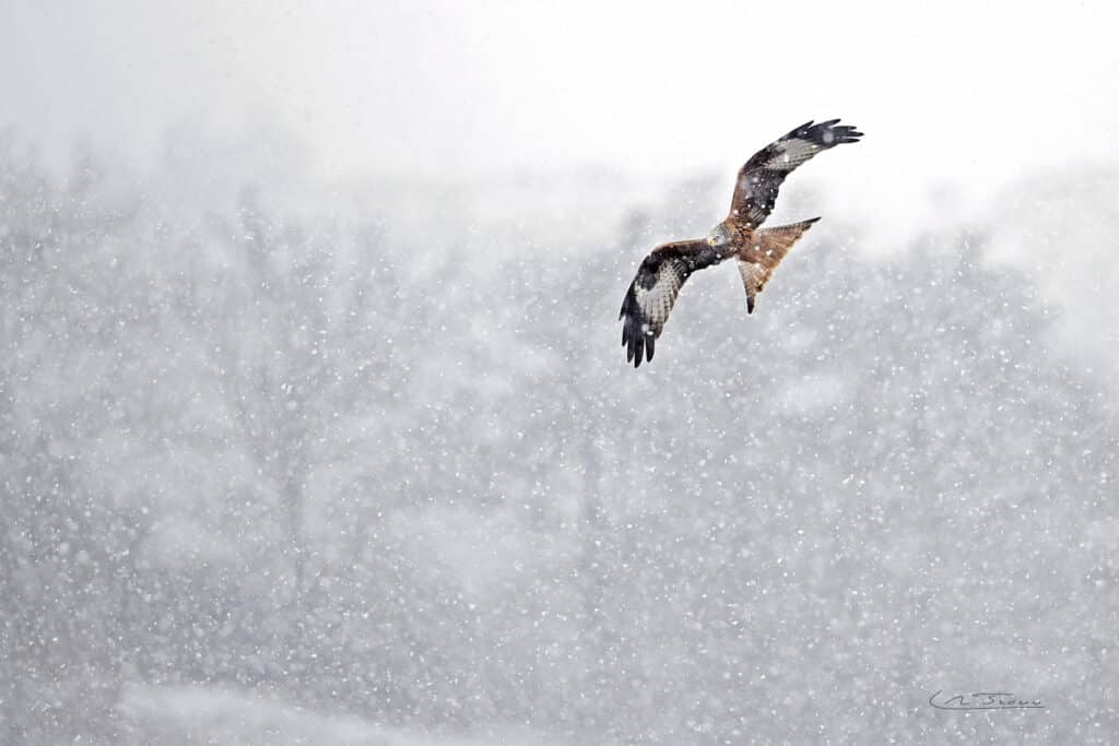Milan royal; Milvus milvus sous la neige // Red Kite; Milvus milvus under the snow