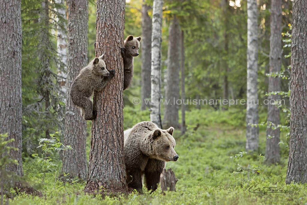 Ours brun et oursons de Finlande; Ursus arctos