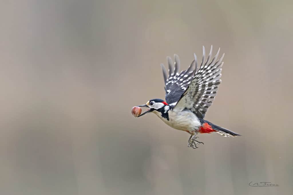Pic épeiche; (Dendrocopos major) transporte une noisette // Great spotted woodpecker carrying a hazelnut