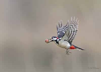 Pic épeiche; (Dendrocopos major) transporte une noisette // Great spotted woodpecker carrying a hazelnut