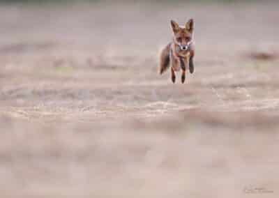 France, Renard, mulote (Vulpes vulpes) // Red Fox,