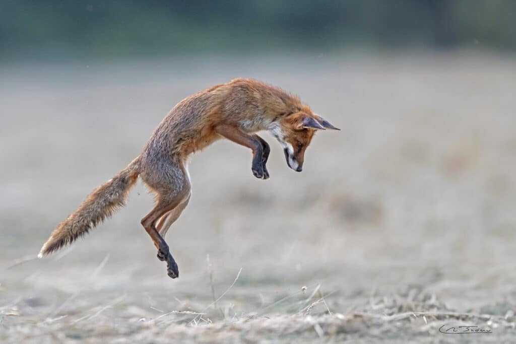 Renard roux; (Vulpes vulpes); en chasse; mulotte // Red fox; (Vulpes vulpes); hunting; field mouse