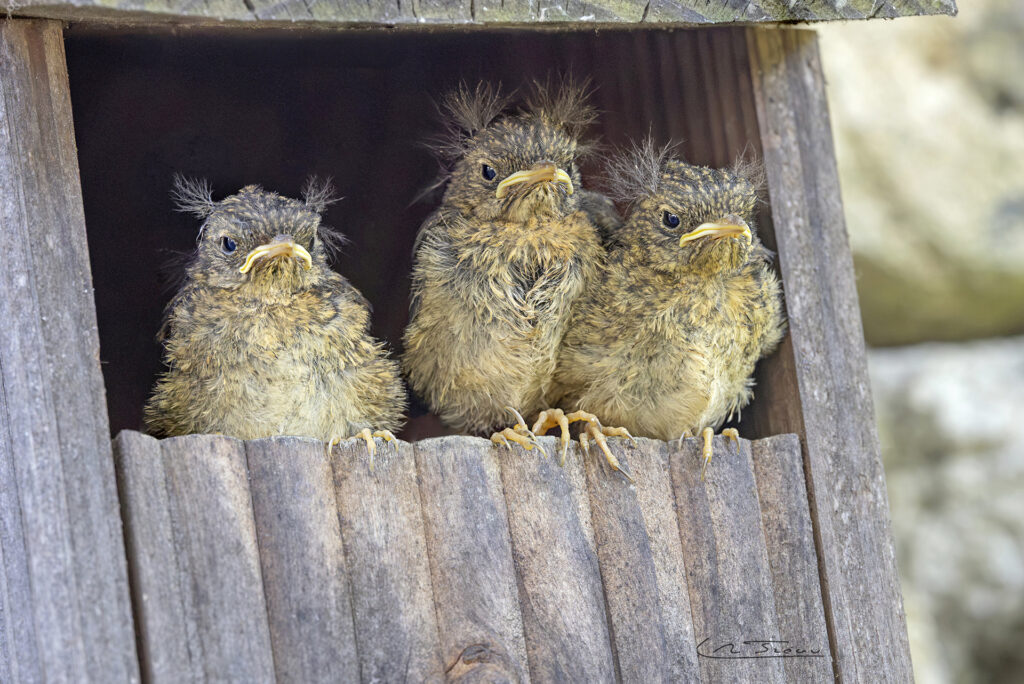 Rougegorge familier; Erithacus rubecula; Juvéniles // European Robin; erithacus rubecula; Juveniles