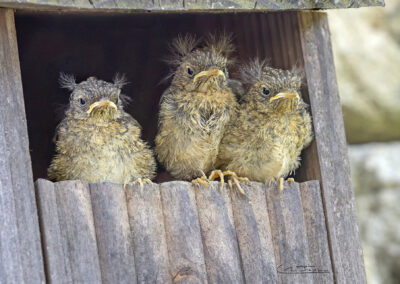 Rougegorge familier; Erithacus rubecula; Juvéniles // European Robin; erithacus rubecula; Juveniles