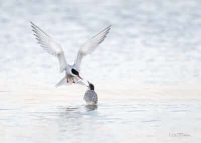 Sterne pierregarin; (Sterna hirundo); nourrissage // common tern