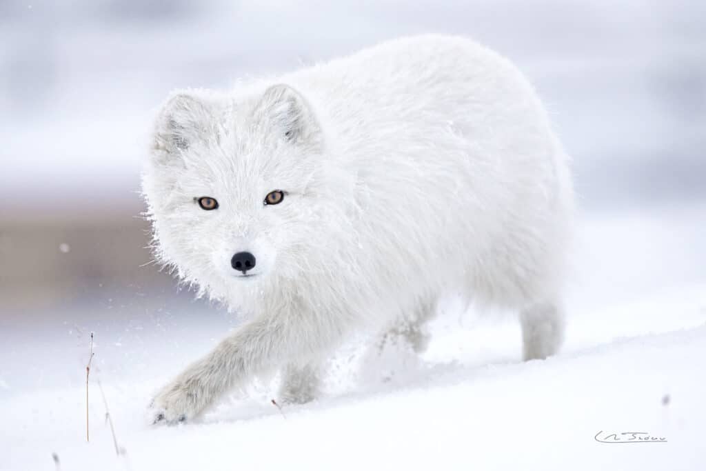 Renard polaire (Vulpes lagopus) du Svalbard // Arctic fox of Svalbard (Vulpes lagopus)