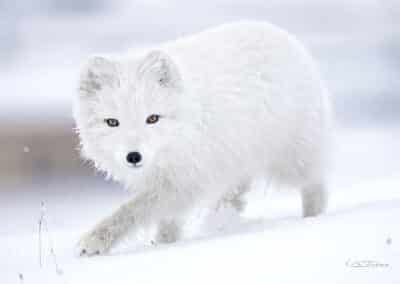 Renard polaire (Vulpes lagopus) du Svalbard // Arctic fox of Svalbard (Vulpes lagopus)