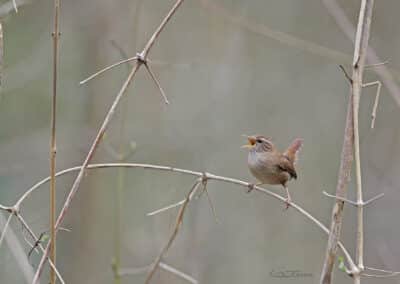 Troglodyte mignon (Troglodytes troglodytes) chante // Eurasian Wren