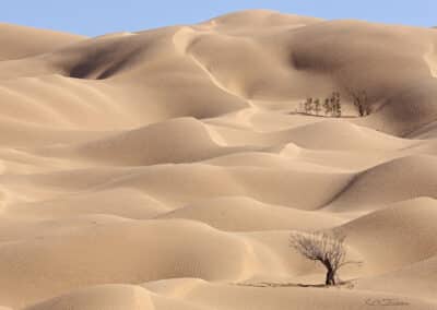 Tunisie; Sahara; Grand-erg-oriental; dune // Sahara; Tunisia;