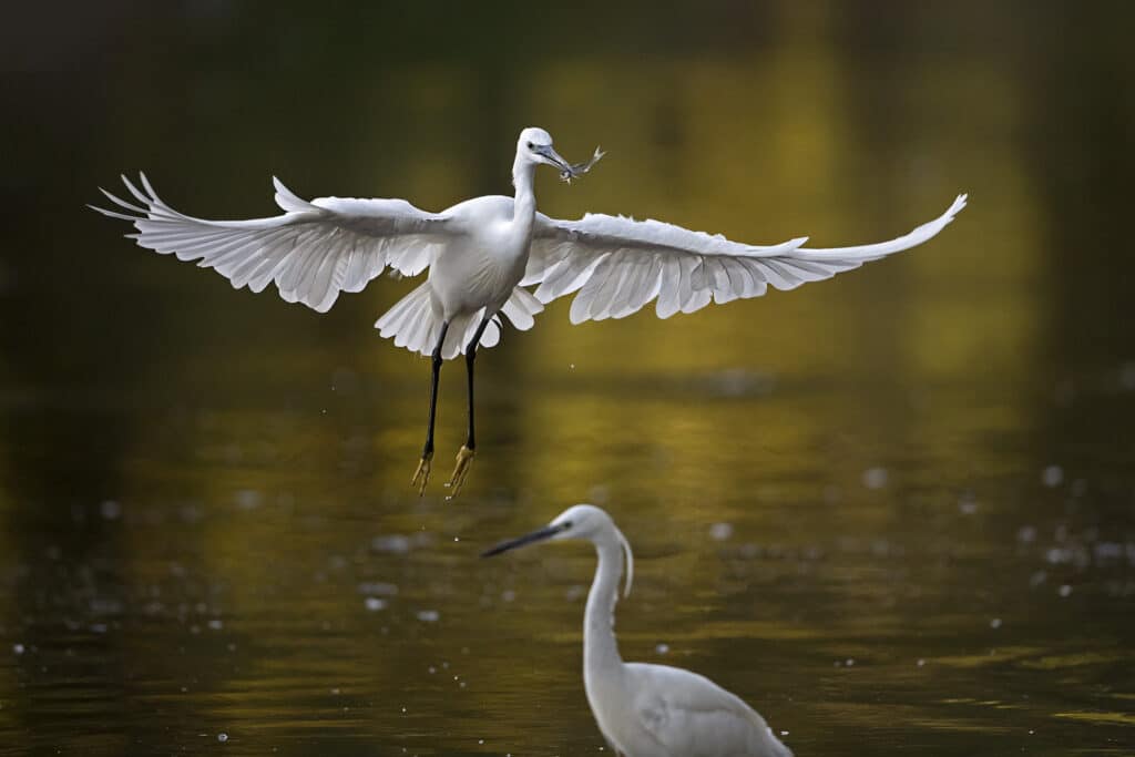 France, Maine et Loire (49), Aigrette garzette; (Egretta garzetta) en pêche sur la Loire // France, Maine et Loire, Little Egret; (Egretta garzetta) fishing on the Loire