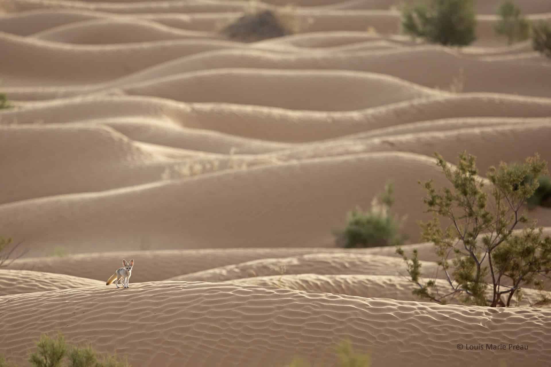Sahara; fennec; (Vulpes zerda); Primée NATURE IMAGES AWARDS 2016