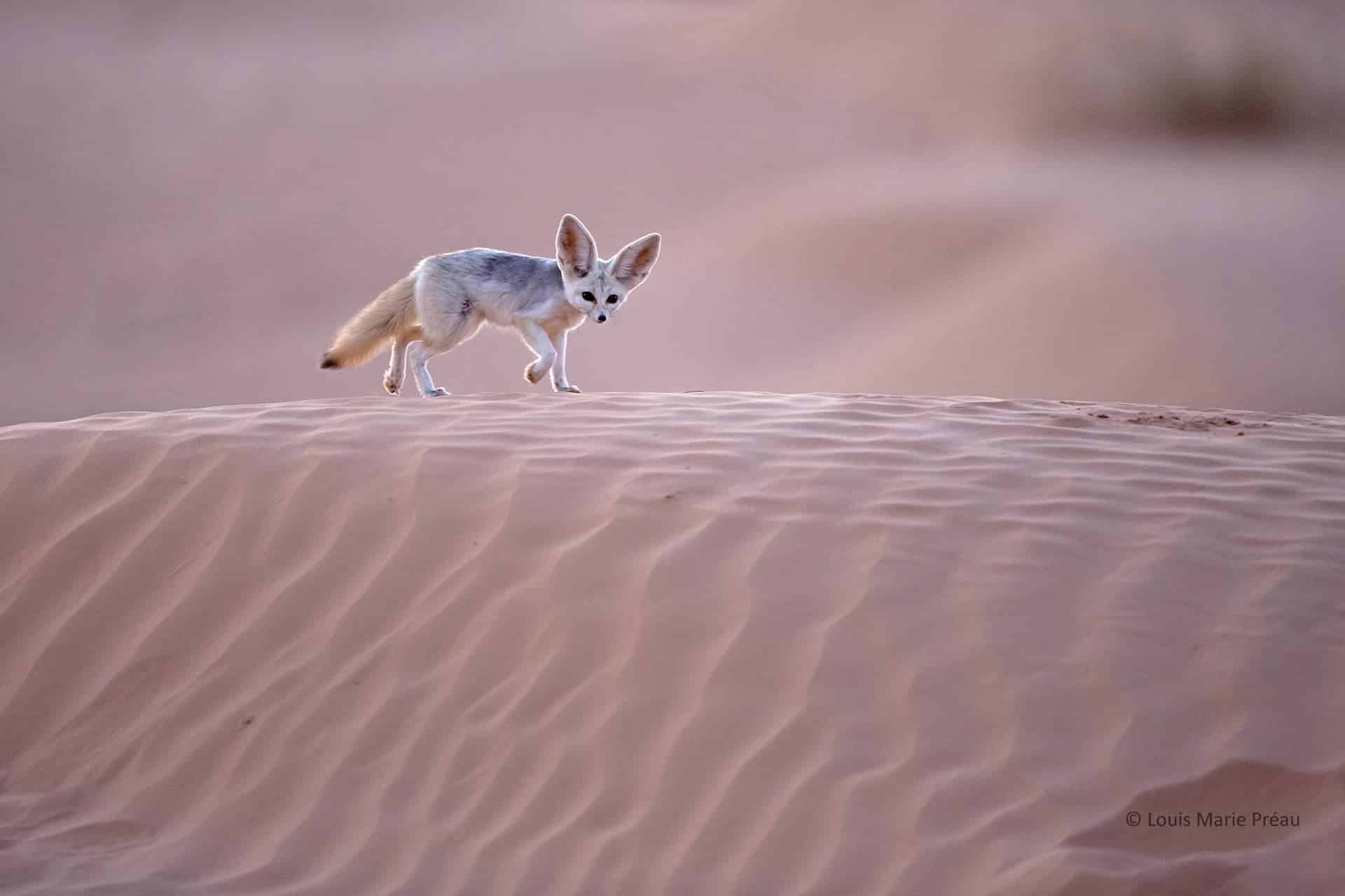 Sahara; Le Fennec Adulte en chasse dans les dunes; NATURE IMAGES AWARDS 2016. // Sahara; Fennec; (Vulpes zerda); Hunting on a dune; NATURE IMAGES AWARDS 2016.