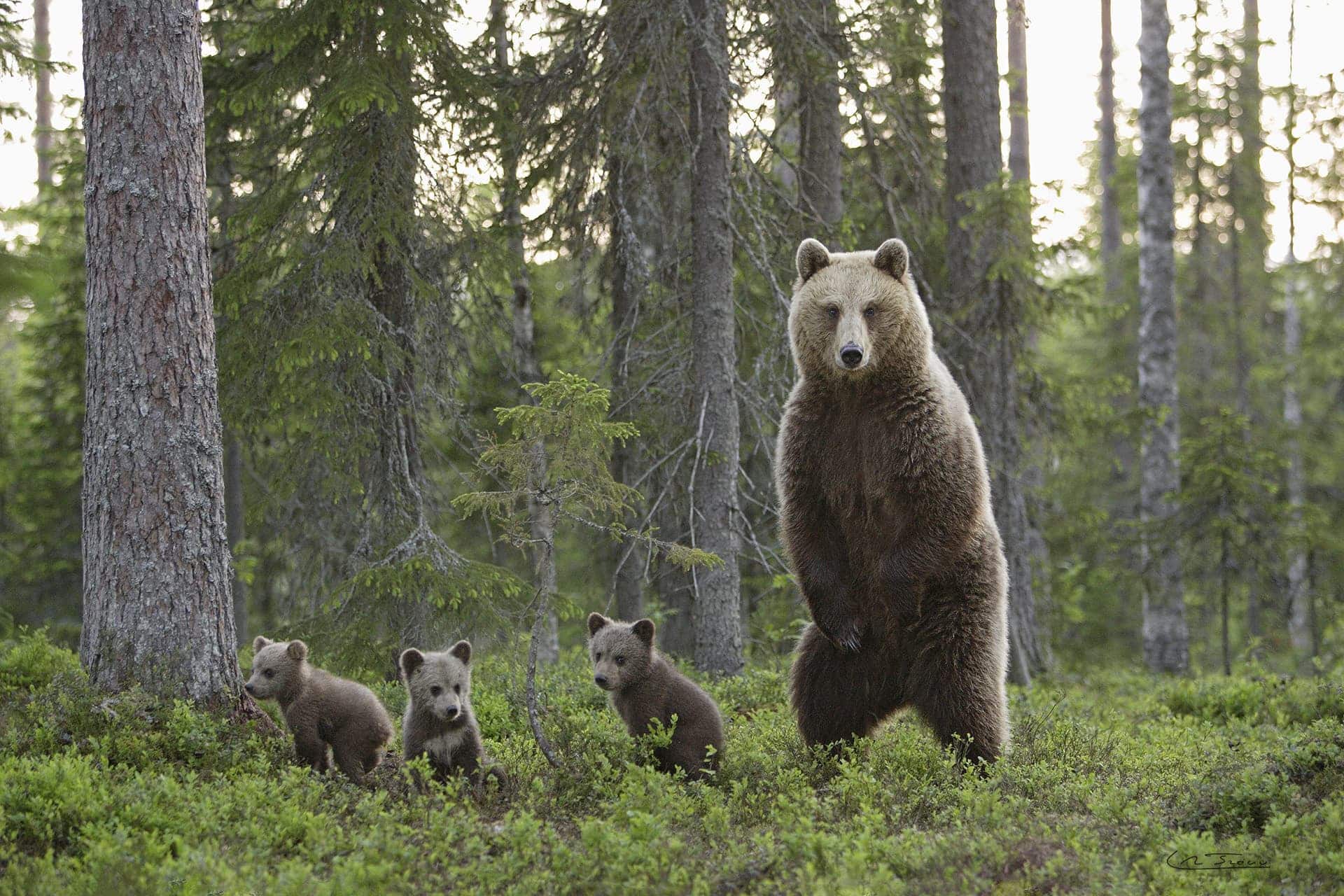 Ours brun avec ces oursons Finlande (Ursus arctos) // Brown bear with these cubs Finland (Ursus arctos)