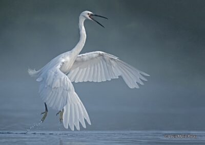 France, Maine et Loire (49), Aigrette garzette; (Egretta garzetta) en pêche sur la Loire // France, Maine et Loire, Little Egret; (Egretta garzetta) fishing on the Loire