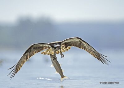 Balbuzard pêcheur de retour de la pêche avec un mulet (Pandion haliaetus)