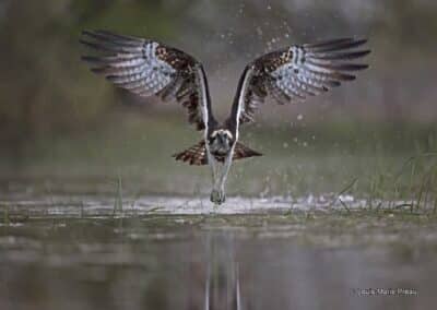 France; Loire; Balbuzard pêcheur; Pandion haliaetus // France; Loire; Osprey; Pandion haliaetus