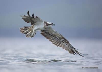 France; Loire; Balbuzard pêcheur; Pandion haliaetus // France; Loire; Osprey; Pandion haliaetus