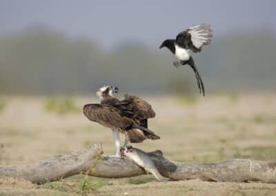 France; Loire; Balbuzard pêcheur; Pandion haliaetus avec mulet et pie bavarde// France; Loire; Osprey; Pandion haliaetus with fish and magpie