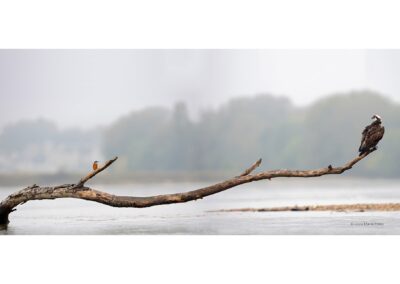 Balbuzard pêcheur; Pandion haliaetus; Martin pêcheur Europe; Alcedo atthis vallée de la Loire // Osprey; Pandion haliaetus; Martin fisherman Europe; Alcedo atthis valley of the Loire