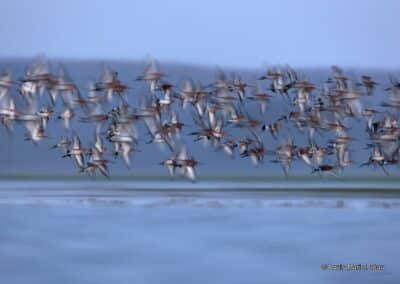 France; Maine et Loire (49); Loire; Barges à queue noire; Limosa limosa; en migration sur les basses vallées Angevines; classé site RAMSAR et Natura 2000