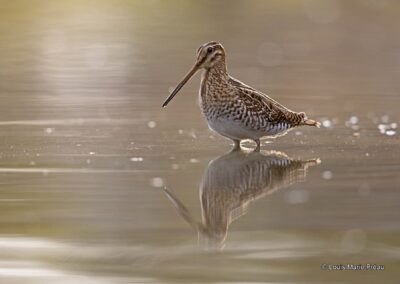 France; Maine et Loire (49); BVA; Bécassine des marais (Gallinago gallinago) // Common Snipe