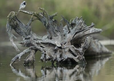 France; Bergeronnette grise (Motacilla alba) // White Wagtail