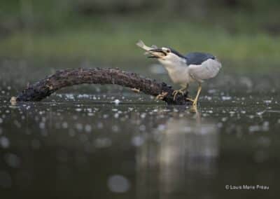 Bihoreau gris en pêche; Nycticorax nycticorax; // Black-crowned Night Heron in peach; Nycticorax nycticorax;